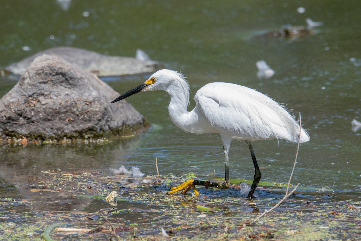 Snowy Egret - ML639953006