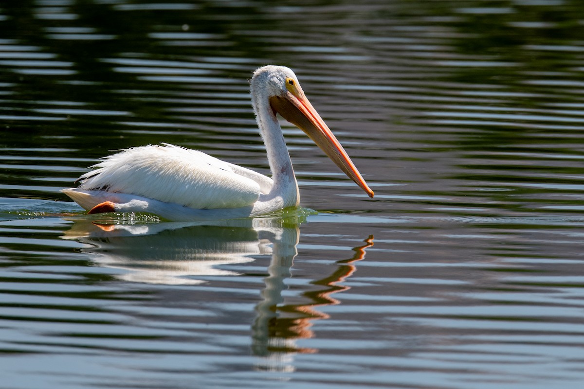 American White Pelican - ML639953022
