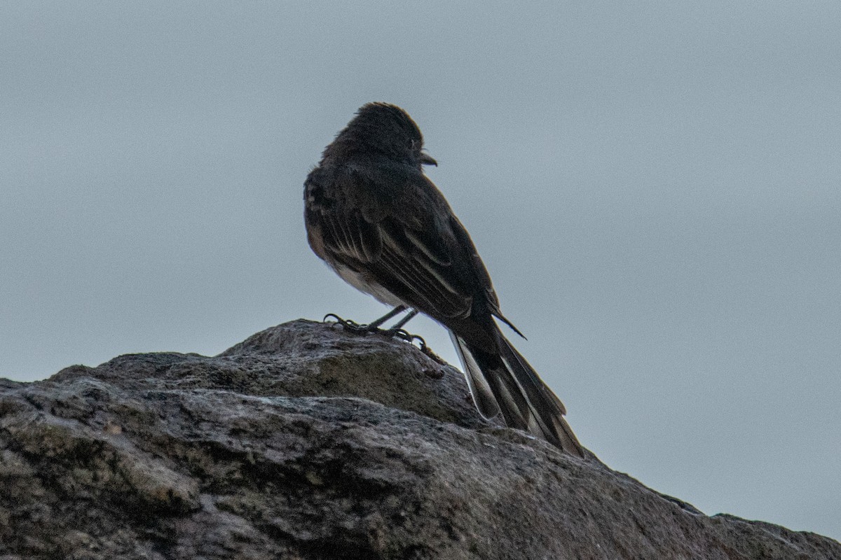 Black Phoebe - ML639953033