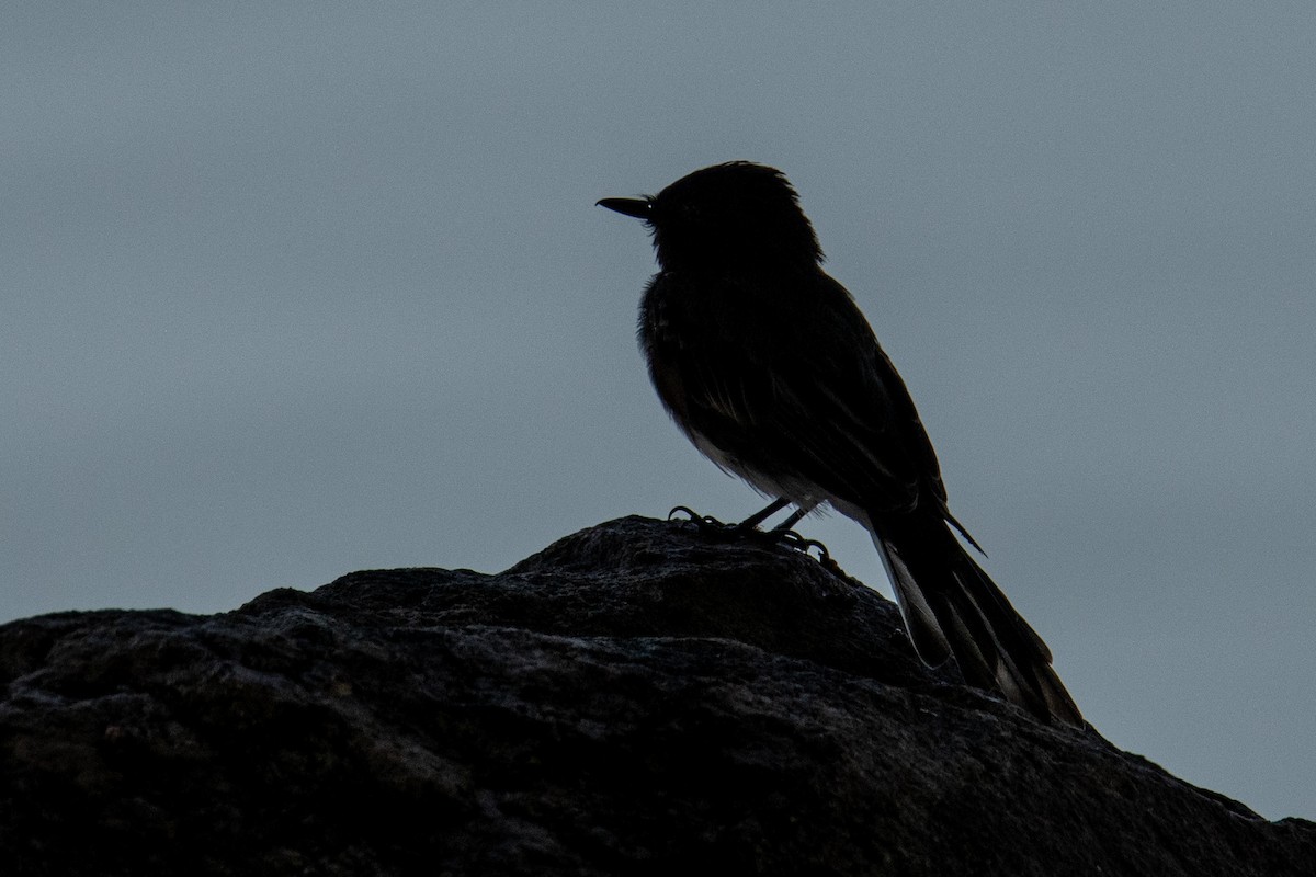 Black Phoebe - ML639953034
