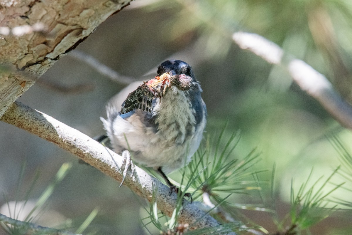California Scrub-Jay - ML639953043