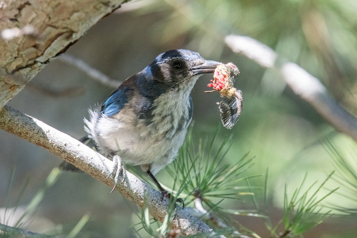 California Scrub-Jay - ML639953044