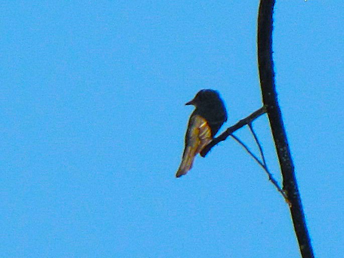 Acadian Flycatcher - ML639953047