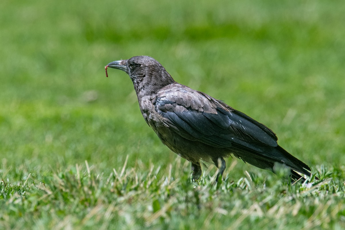American Crow - ML639953055