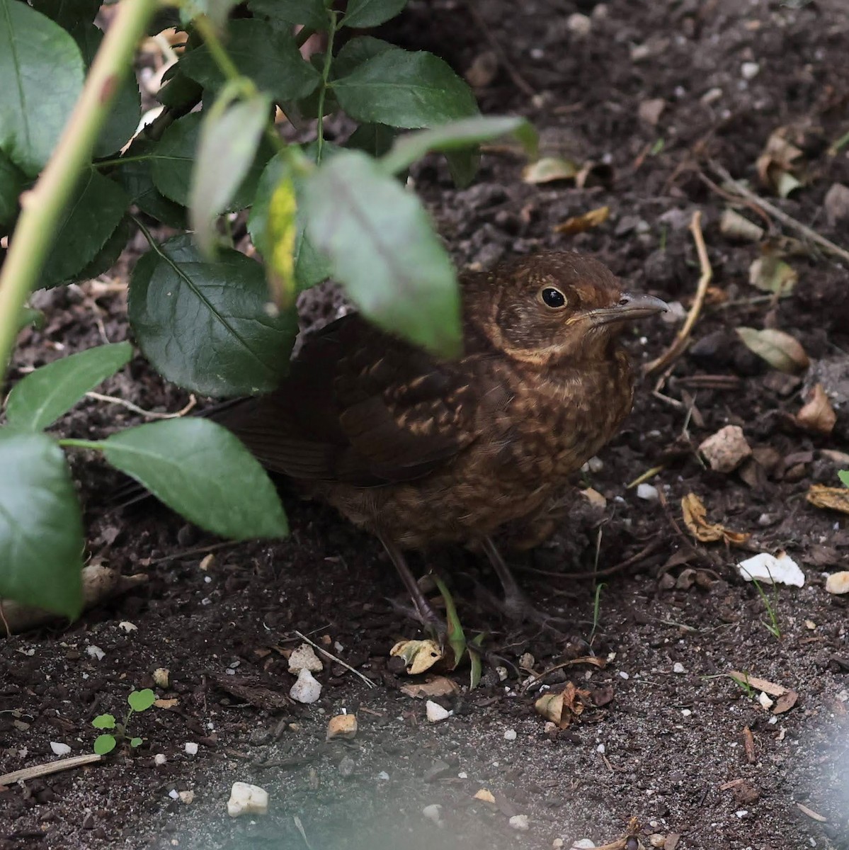 Eurasian Blackbird - ML639953057