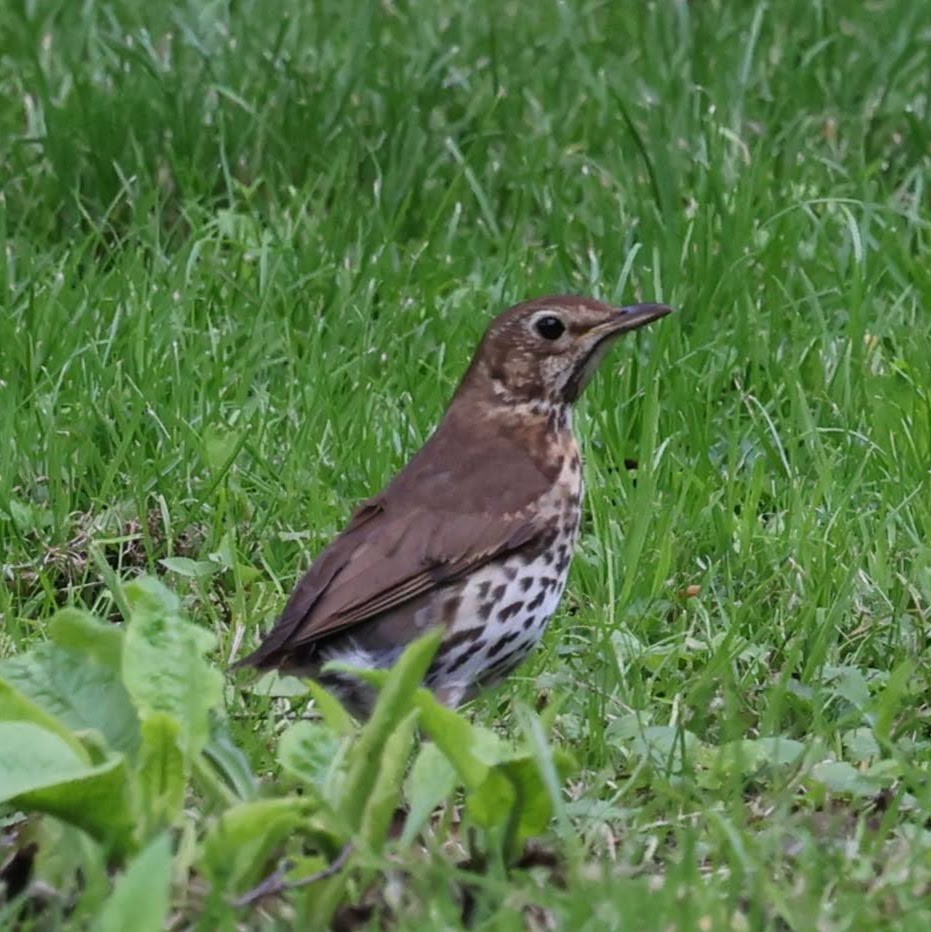 Song Thrush - ML639953059