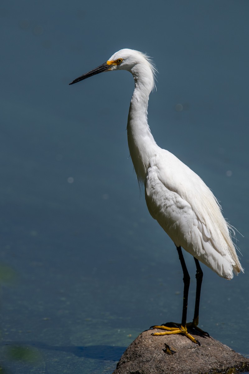 Snowy Egret - ML639953071