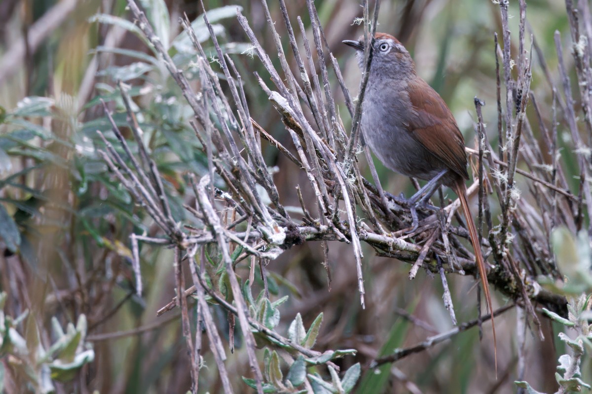 White-chinned Thistletail - ML639953083