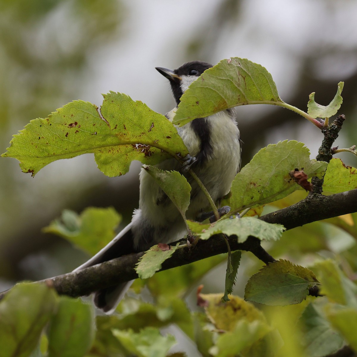 Great Tit - ML639953136