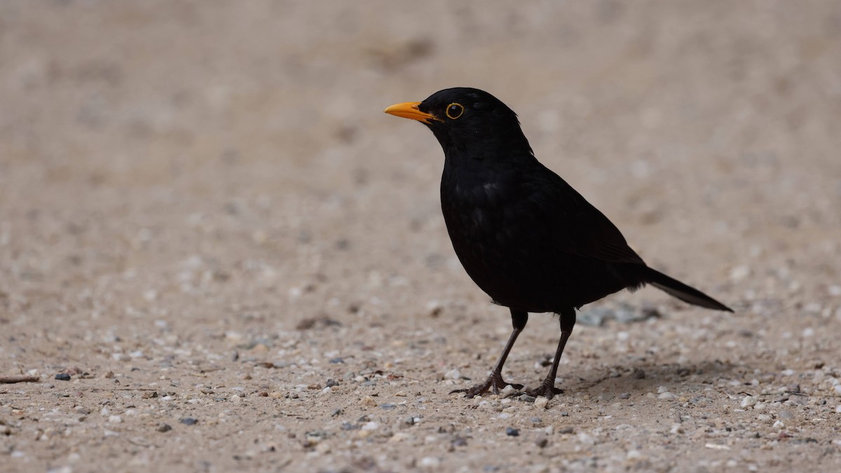 Eurasian Blackbird - ML639953188