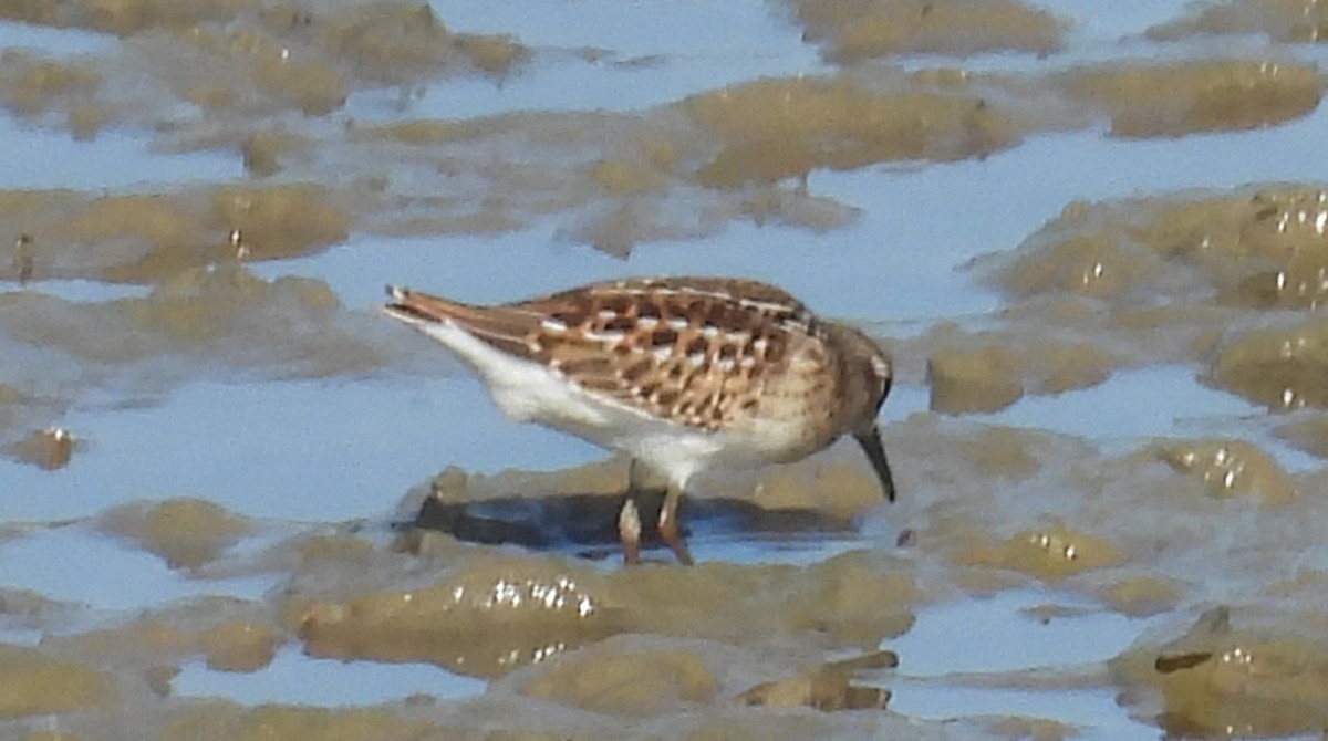 Least Sandpiper - ML639953197