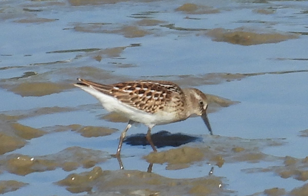 Least Sandpiper - ML639953198