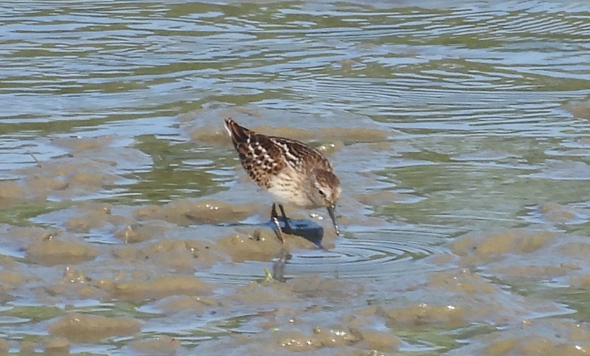 Least Sandpiper - ML639953199