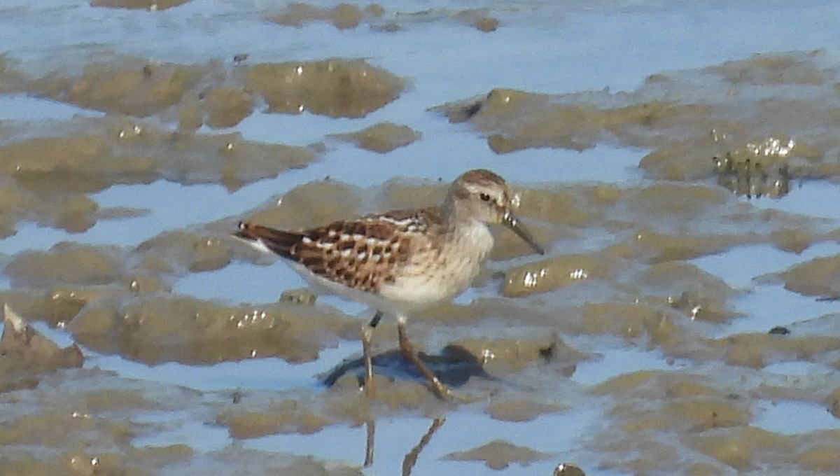 Least Sandpiper - ML639953200