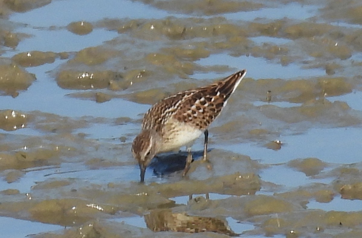 Least Sandpiper - ML639953201