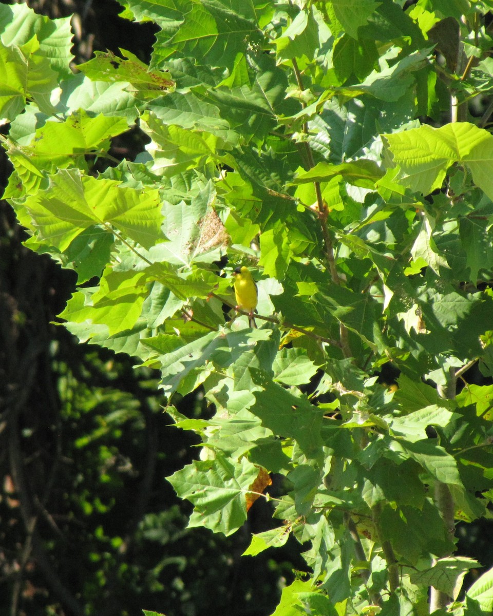 American Goldfinch - ML639953221