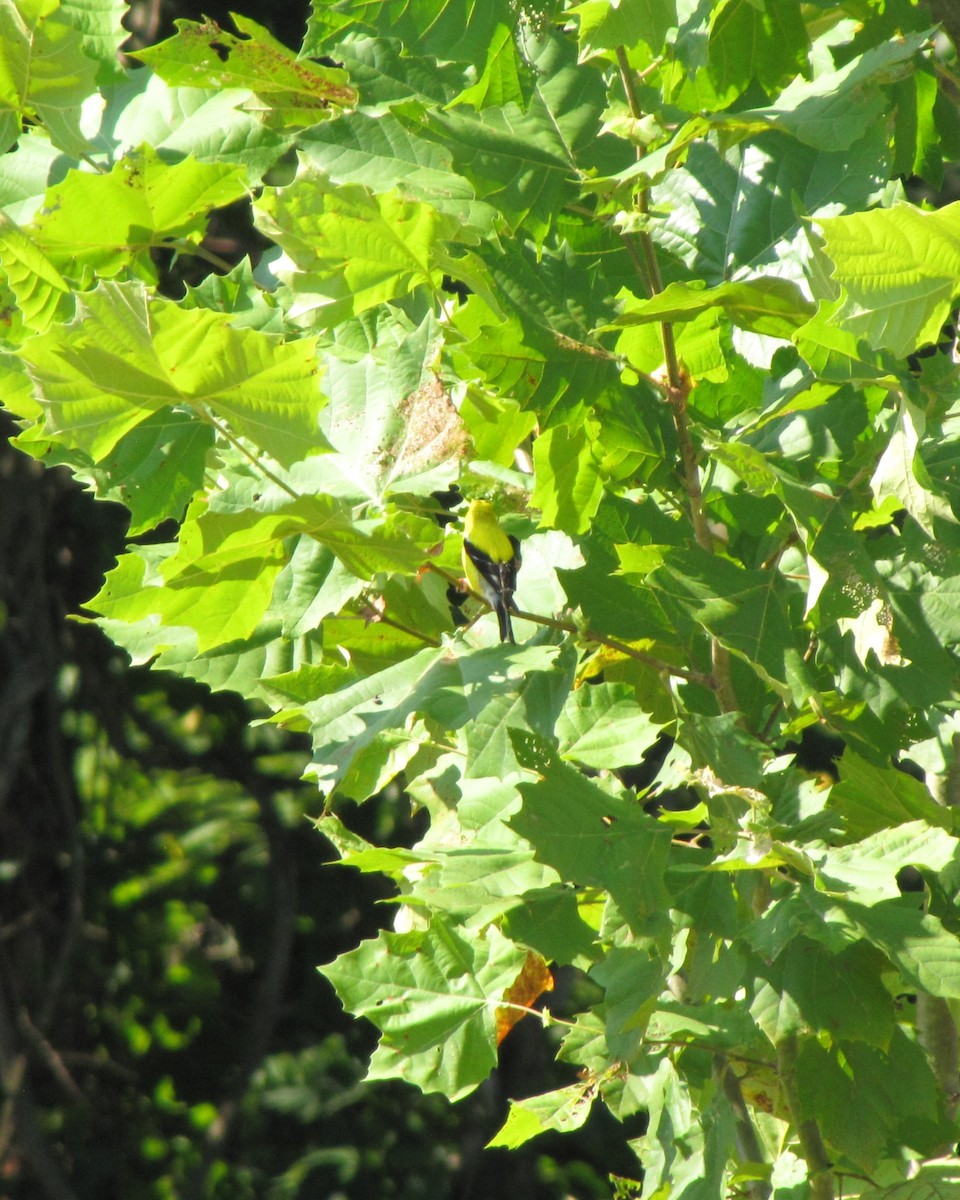 American Goldfinch - ML639953222