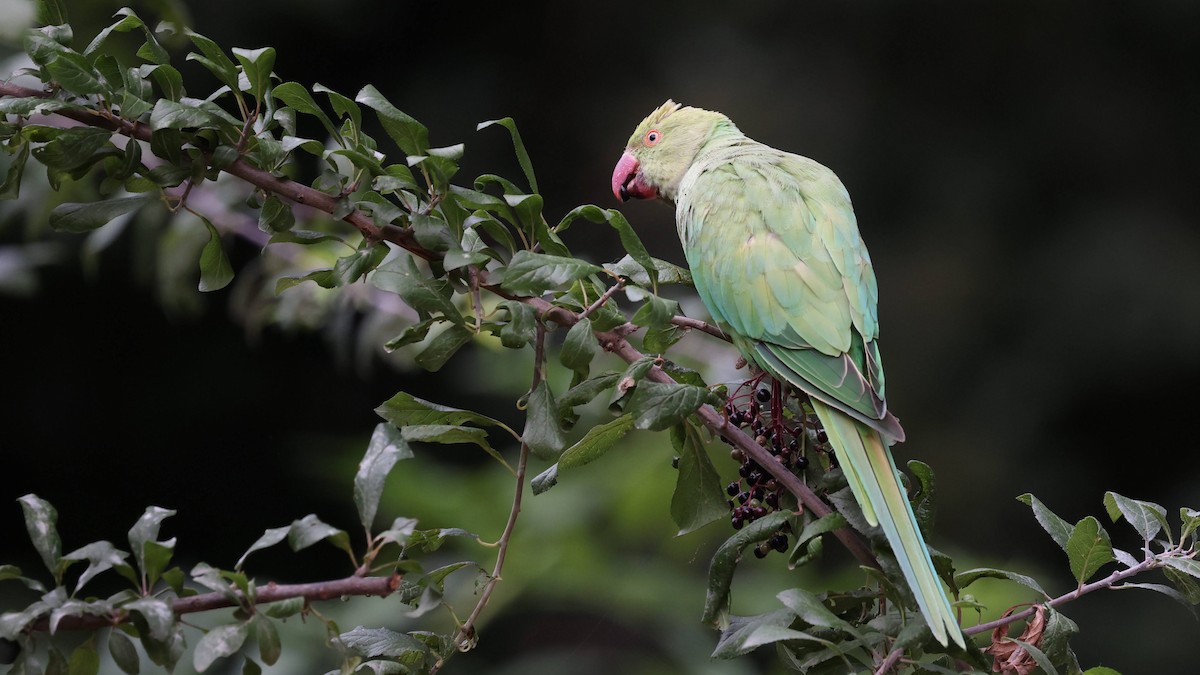 Alexandrine Parakeet - ML639953227