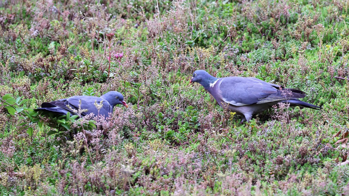 Common Wood-Pigeon - ML639953237