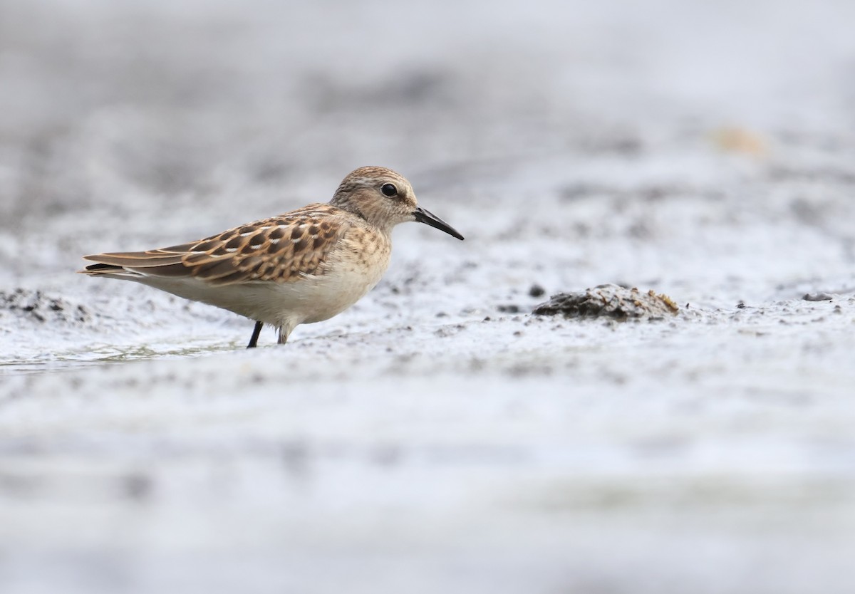 Least Sandpiper - ML639953240