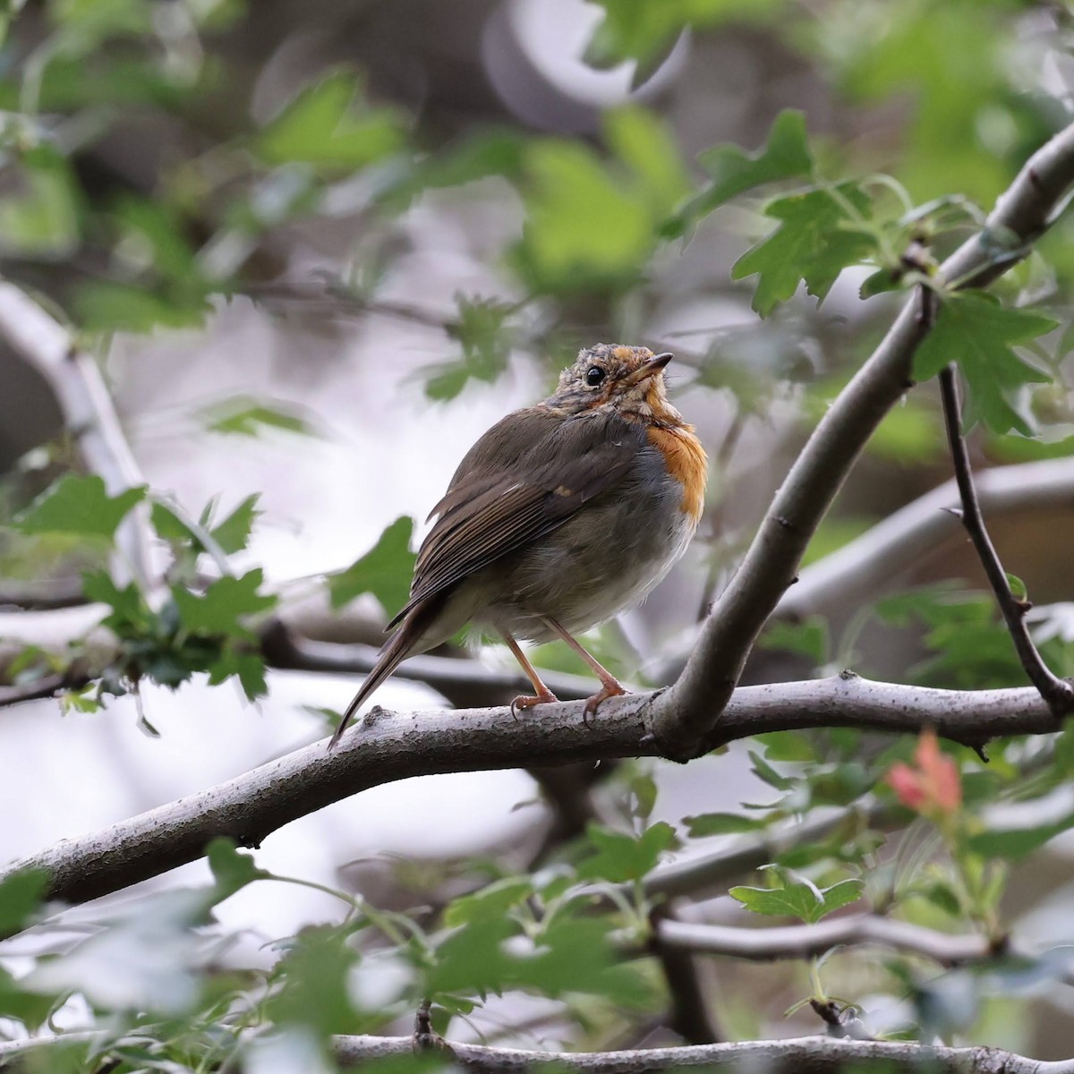 European Robin - ML639953248