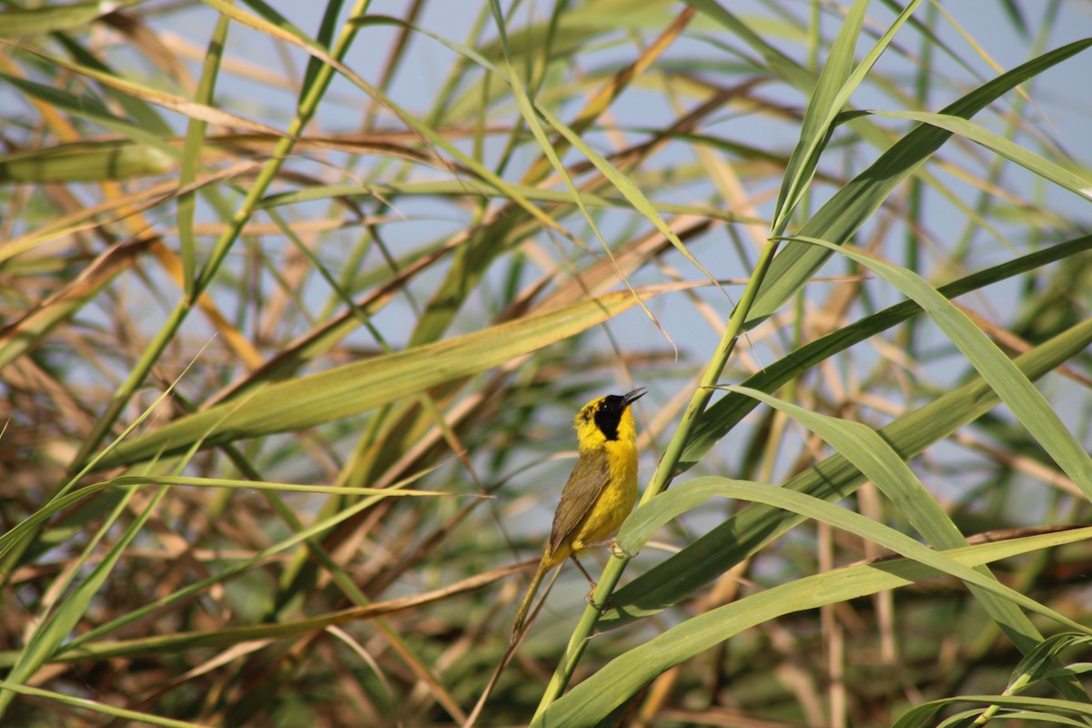 Altamira Yellowthroat - ML639953250