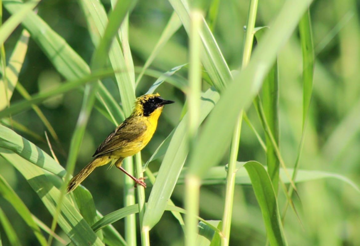Altamira Yellowthroat - ML639953251