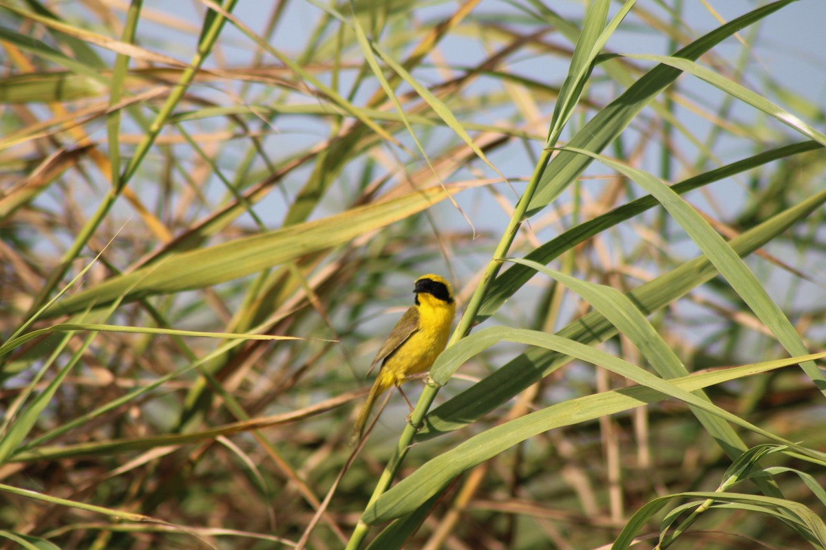 Altamira Yellowthroat - ML639953252