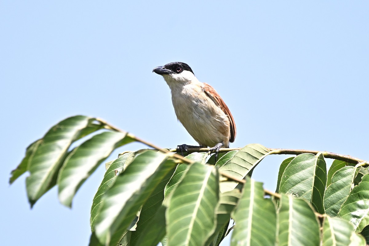 Marsh Tchagra - ML639953257