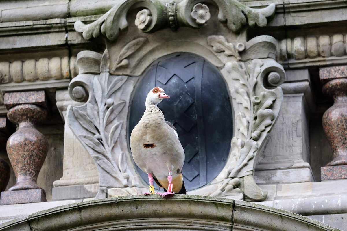 Egyptian Goose - ML639953269