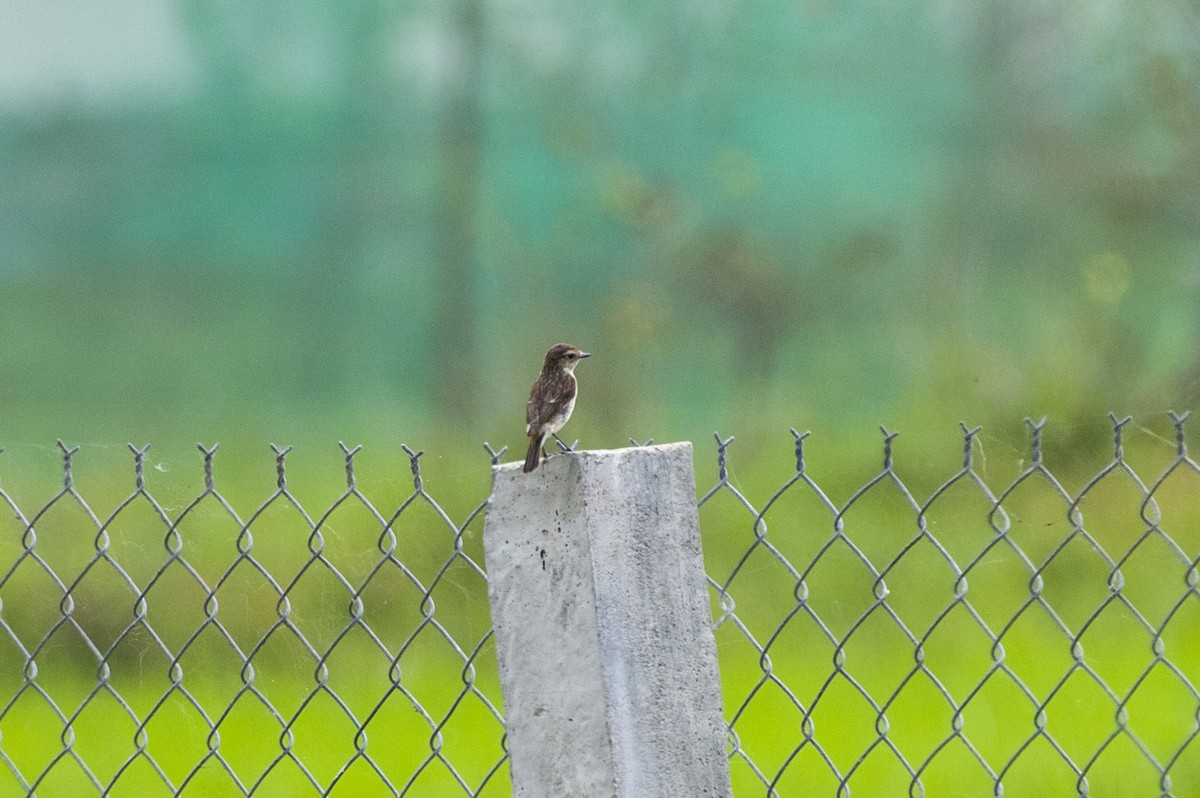 Amur Stonechat - ML639953395