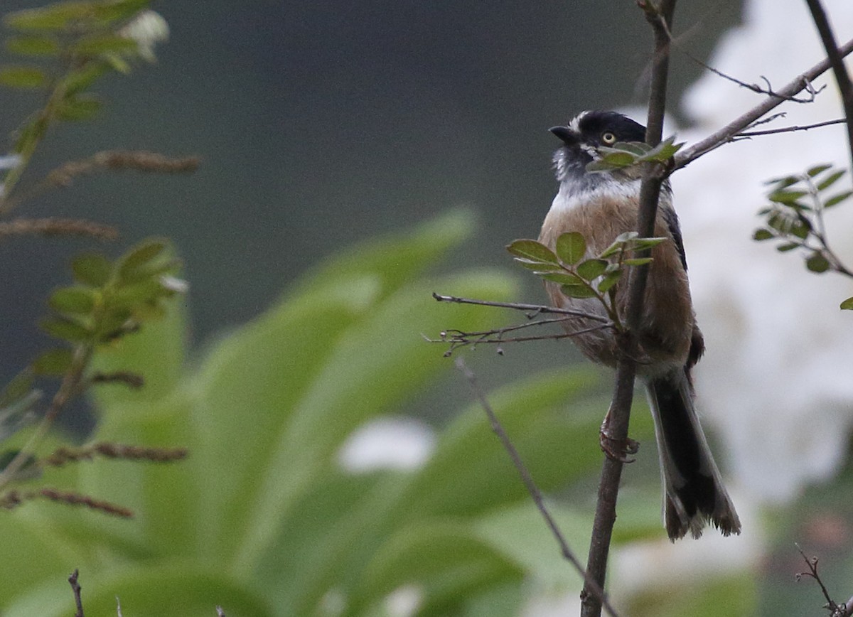 Рыжий ополовник (bonvaloti/obscuratus) - ML63995341