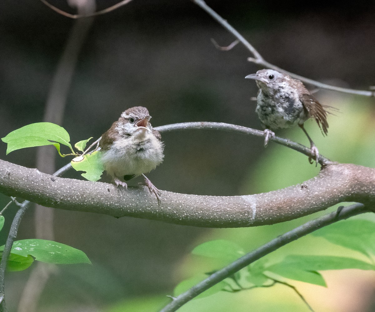 Carolina Wren - ML639953426