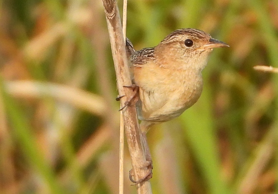 Sedge Wren - ML639953436