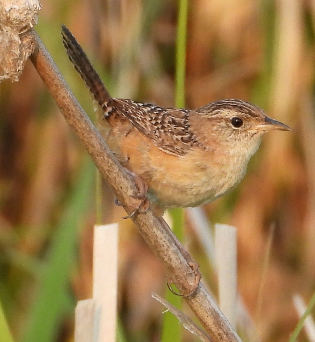 Sedge Wren - ML639953439