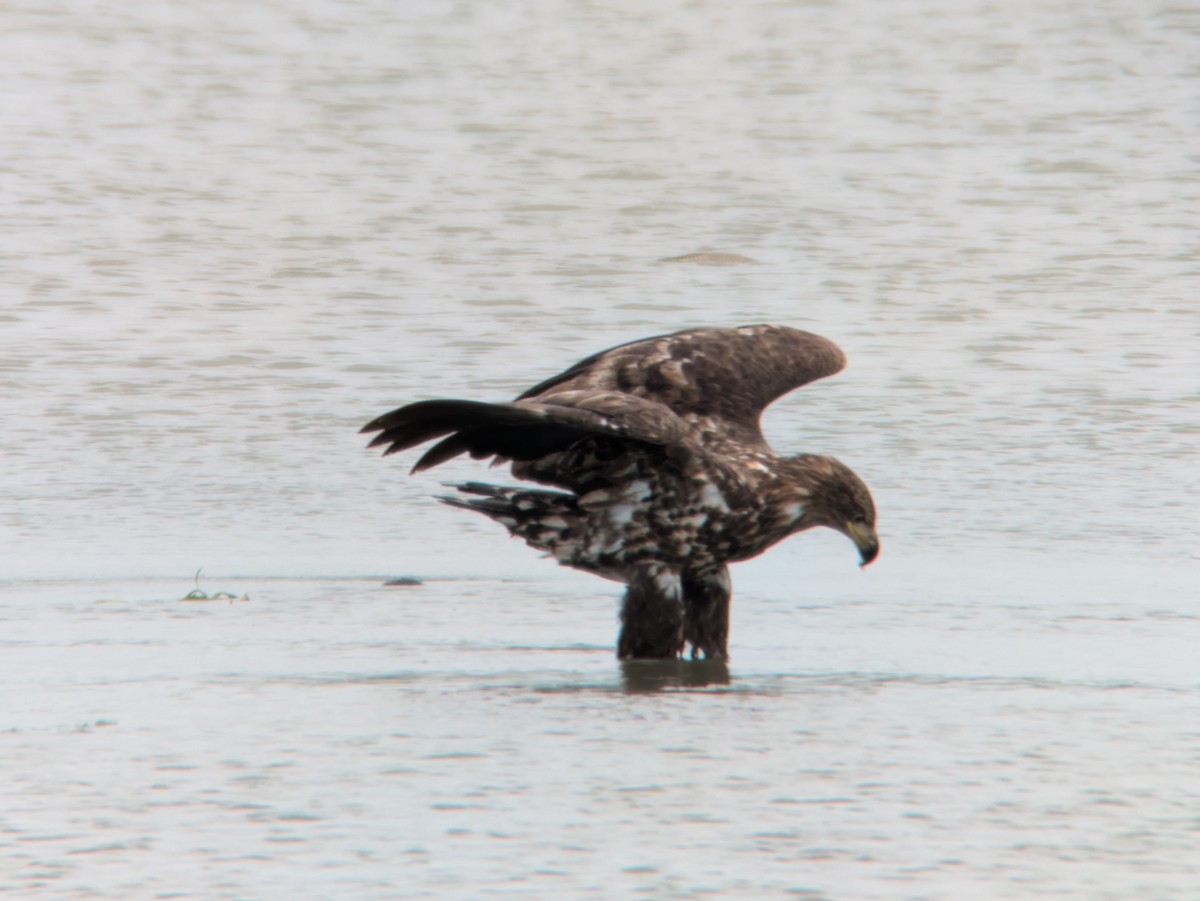 White-tailed Eagle - ML639953464