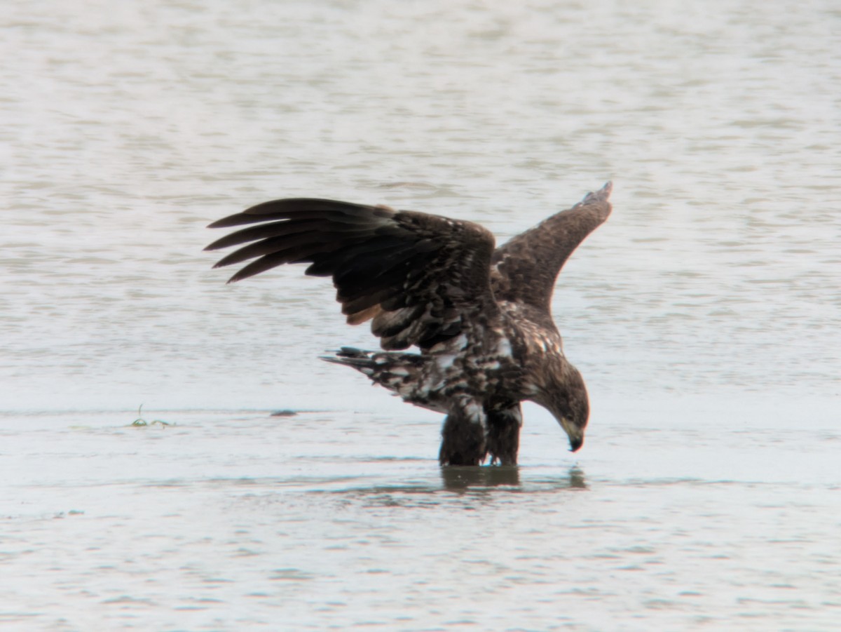 White-tailed Eagle - ML639953473