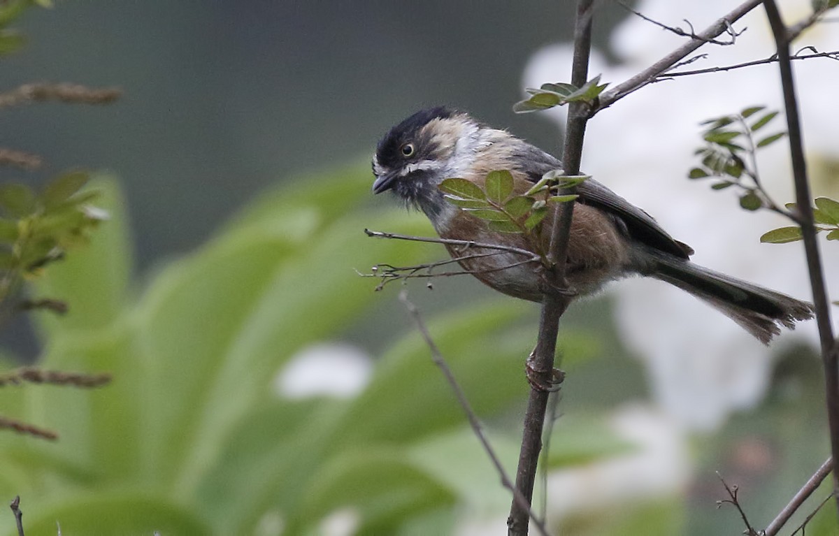 Black-browed Tit (Black-browed) - ML63995351