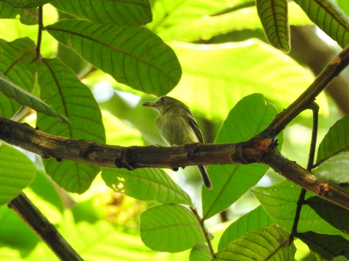 Southern Bentbill - ML639953585