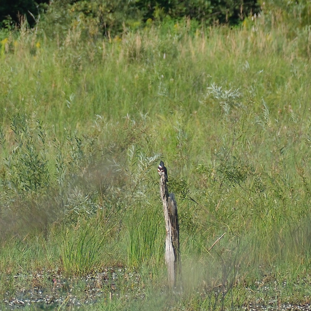 Belted Kingfisher - ML639953613