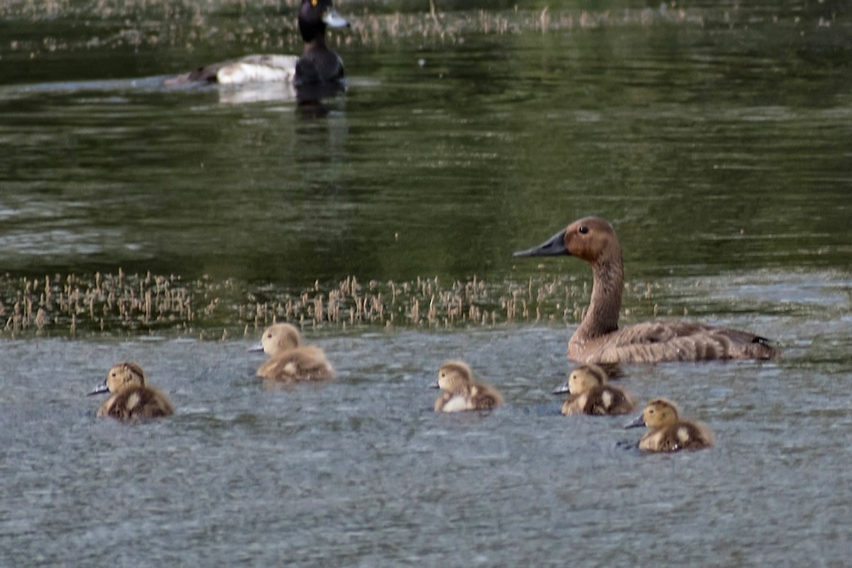 Canvasback - ML639953642