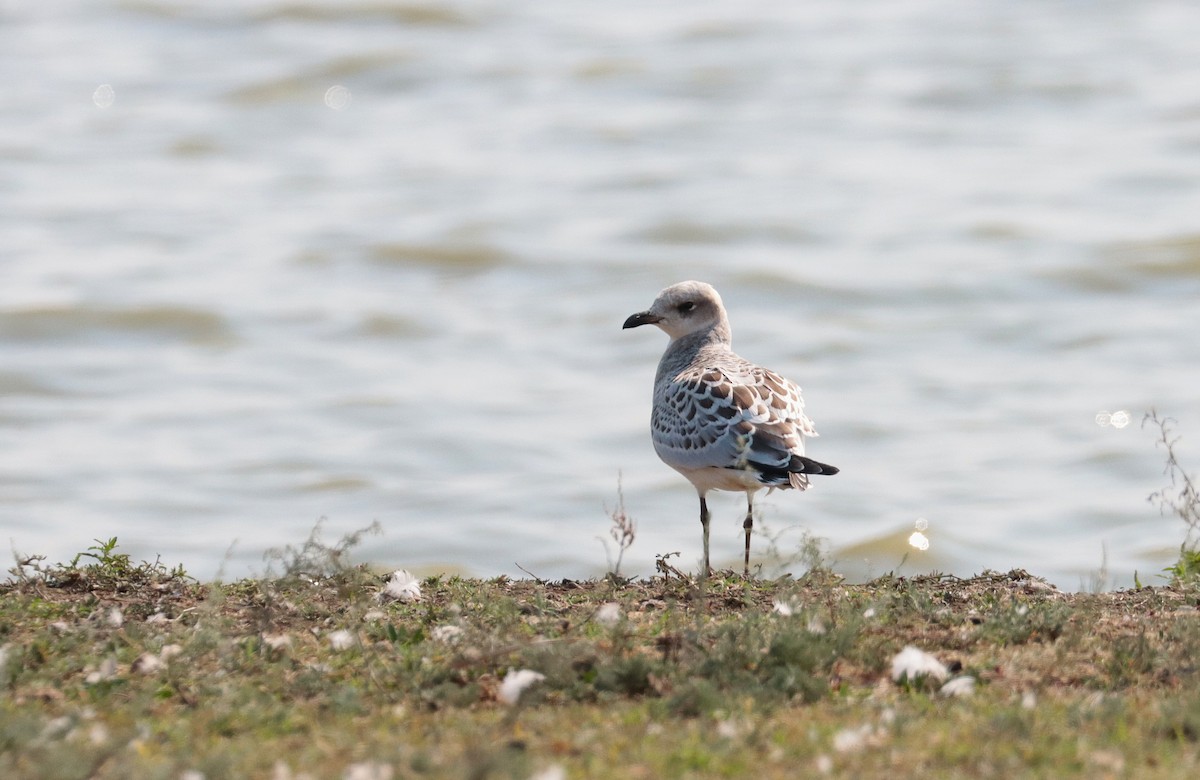 Mediterranean Gull - ML639953938