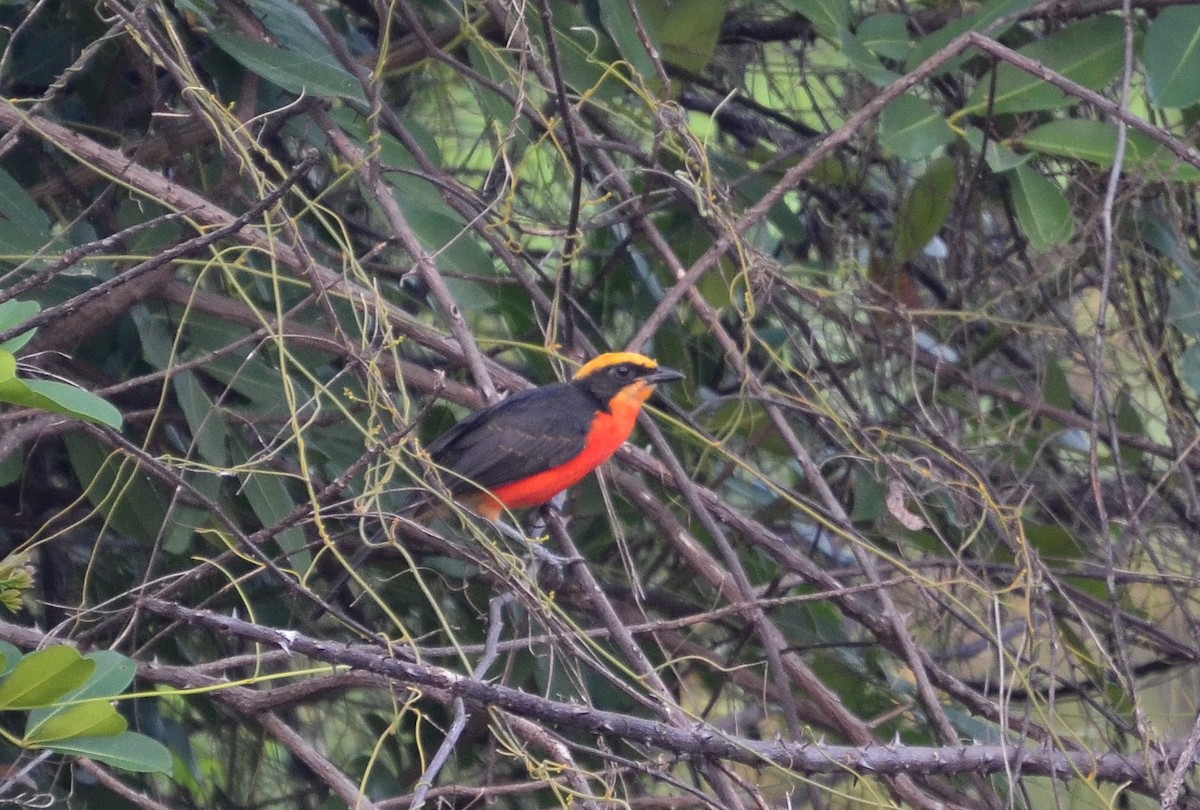 Yellow-crowned Gonolek - ML639953966