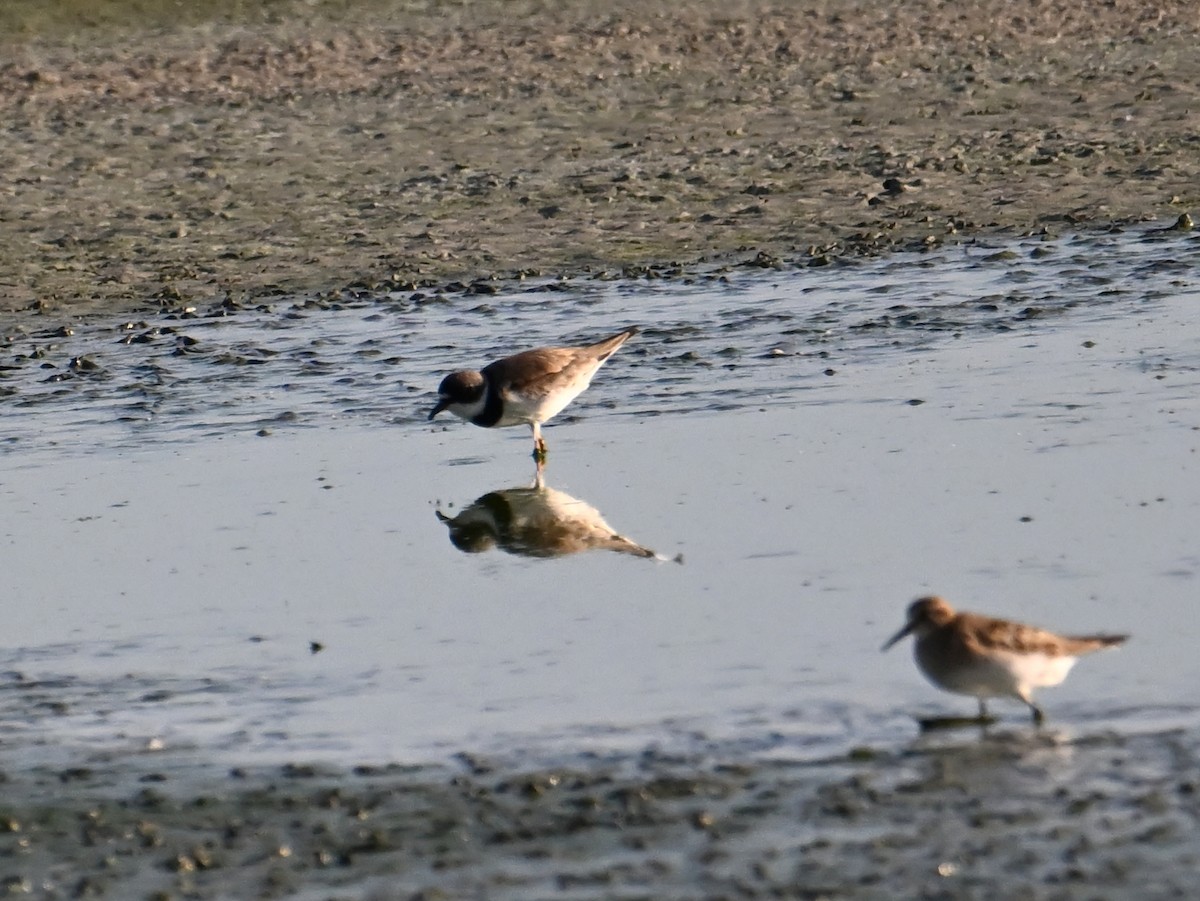 Semipalmated Plover - ML639953981