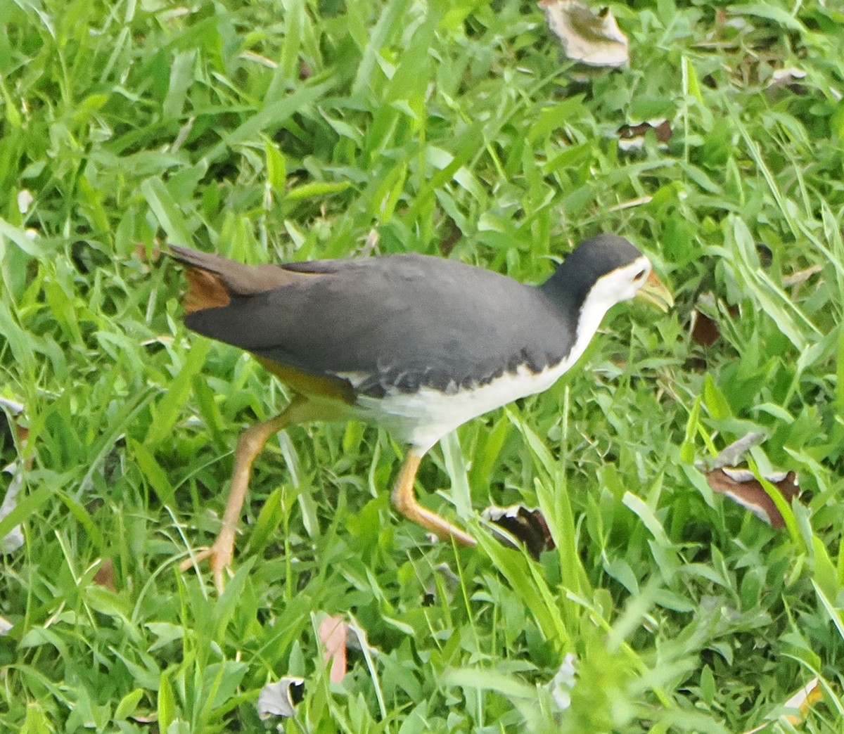 White-breasted Waterhen - ML639953985