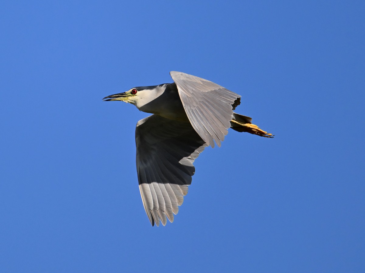 Black-crowned Night Heron - ML639953986