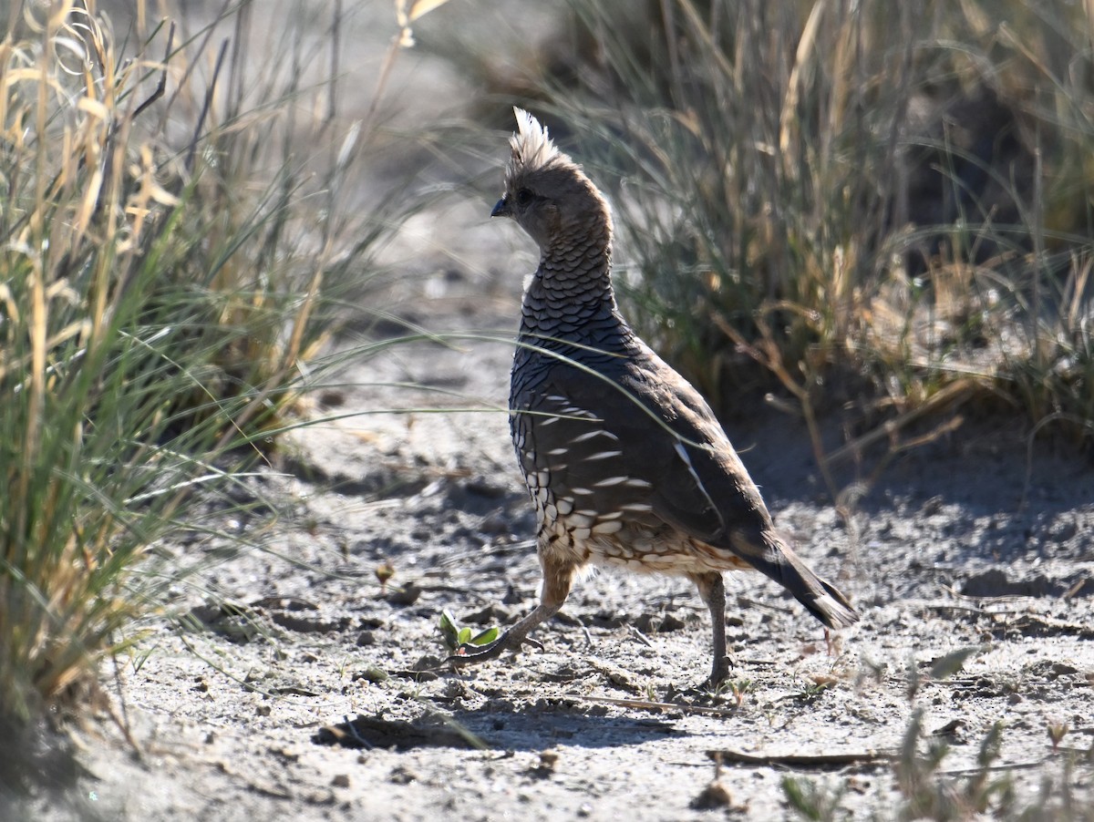 Scaled Quail - ML639953990