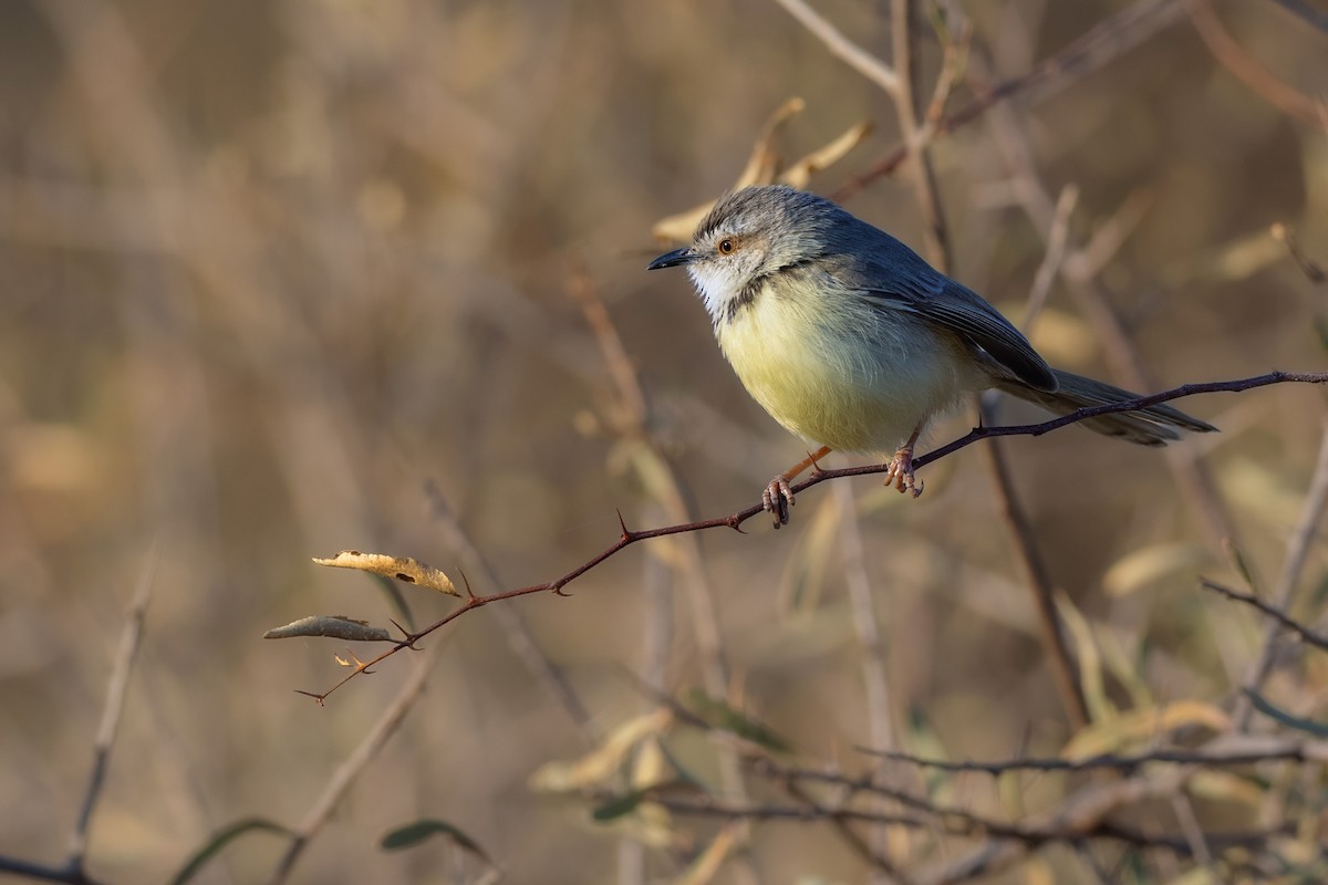 Black-chested Prinia - ML639954013