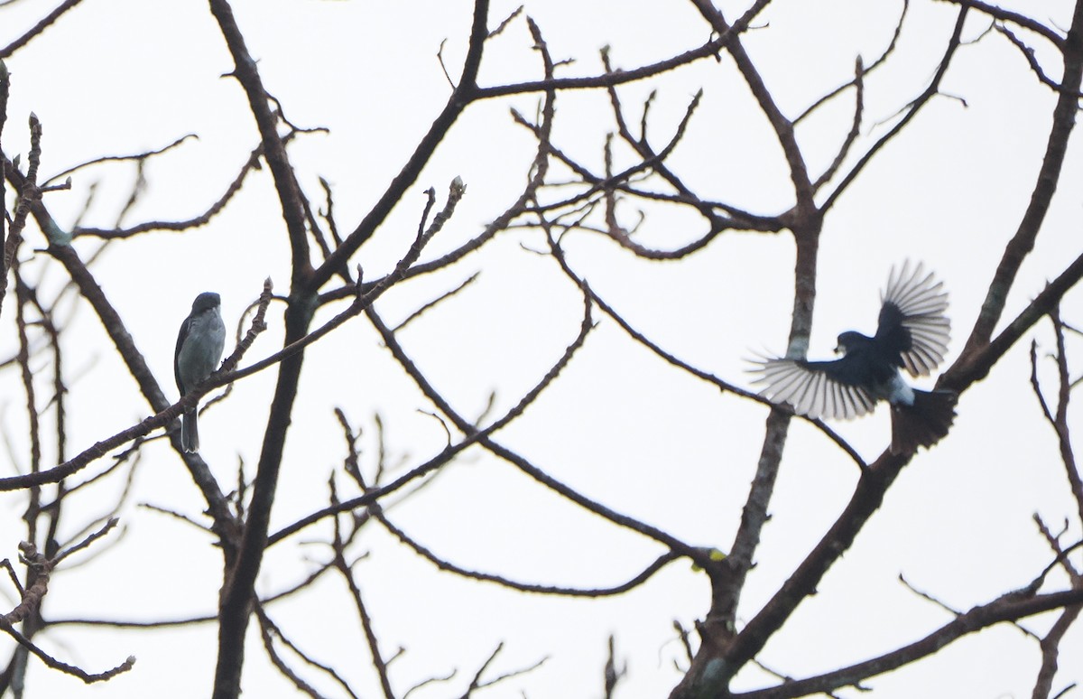 Black-winged Flycatcher-shrike - ML639954019