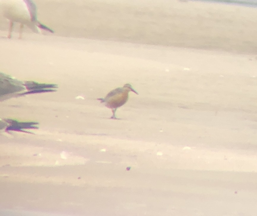 Red Knot - ML639954046